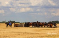 /album/fotogaleria/img-0750-masolata-jpg/